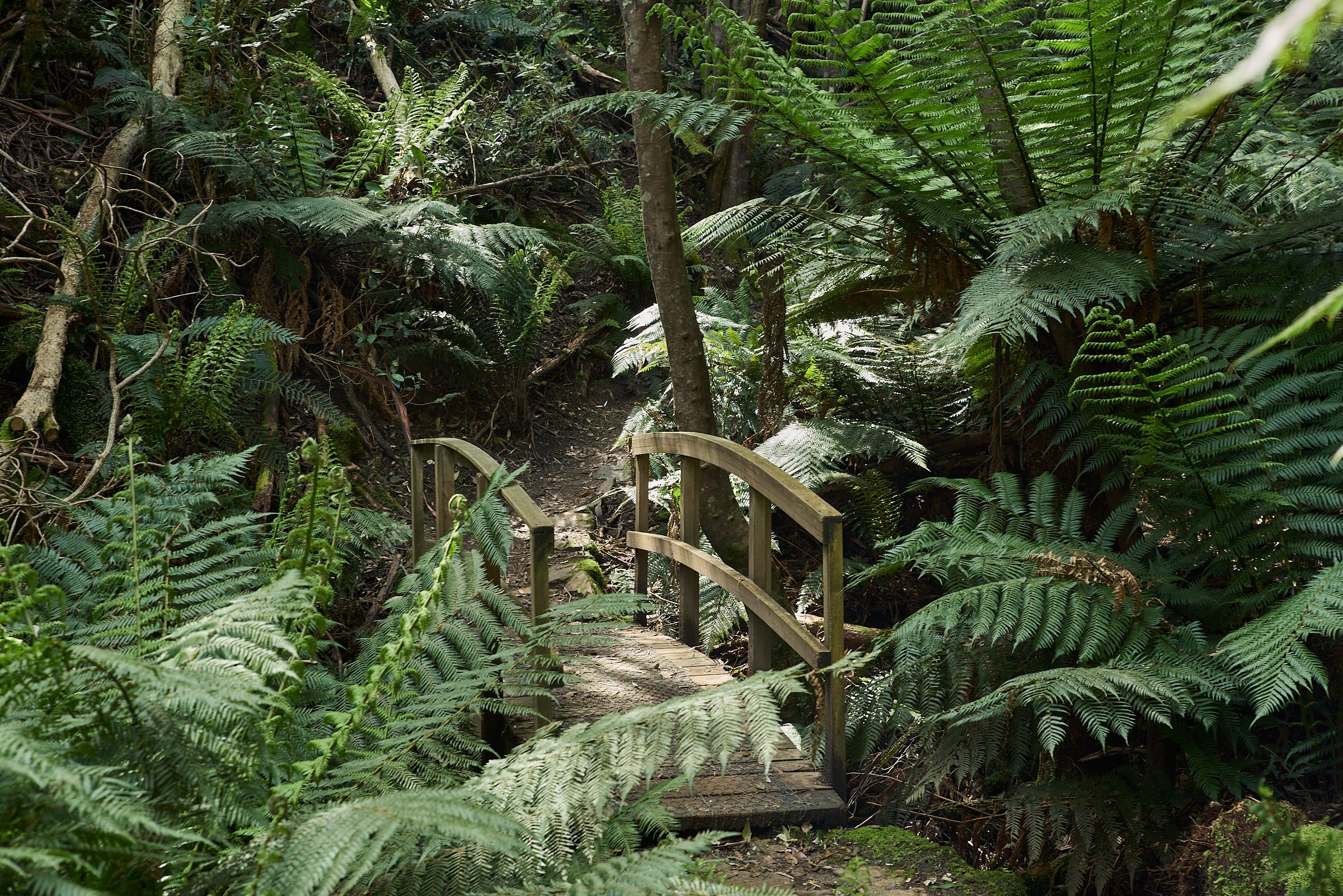 Fern Glade to The Springs | Greater Hobart Trails